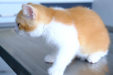 Tatlı hasta kedi veterineri bekliyor.