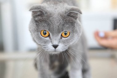Tatlı hasta kedi veterineri bekliyor.