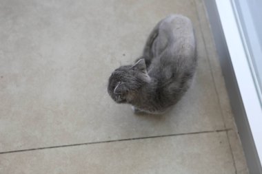 Tatlı hasta kedi veterineri bekliyor.