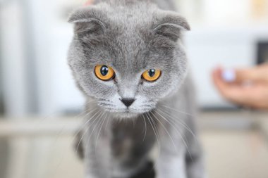 Tatlı hasta kedi veterineri bekliyor.