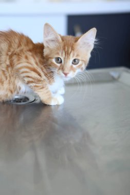 Tatlı hasta kedi veterineri bekliyor.