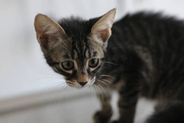 Tatlı hasta kedi veterineri bekliyor.