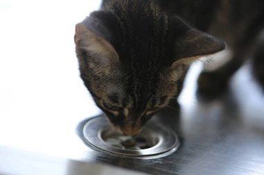 Tatlı hasta kedi veterineri bekliyor.