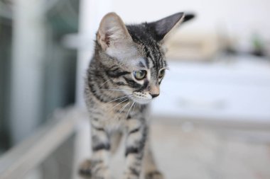 Tatlı hasta kedi veterineri bekliyor.