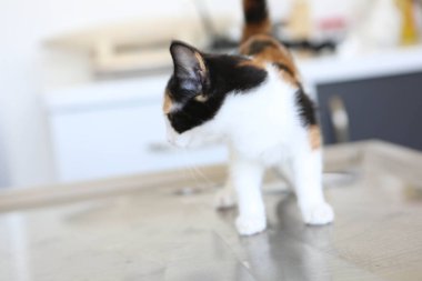 Tatlı hasta kedi veterineri bekliyor.