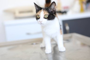 Tatlı hasta kedi veterineri bekliyor.