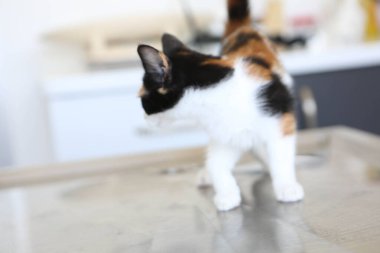 Tatlı hasta kedi veterineri bekliyor.