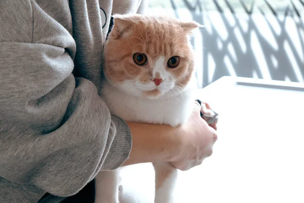 Gato Doente Bonito Espera Veterinário — Fotografia de Stock