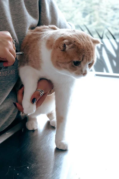 Gato Doente Bonito Espera Veterinário — Fotografia de Stock