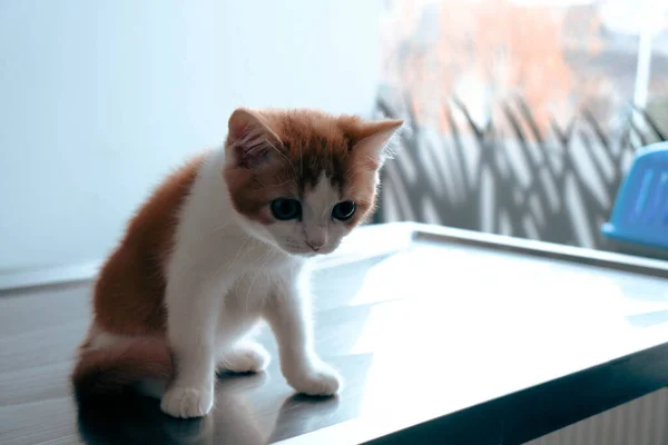 Söt Sjuk Katt Väntar Veterinären — Stockfoto