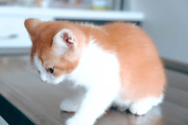 Gato Doente Bonito Espera Veterinário — Fotografia de Stock