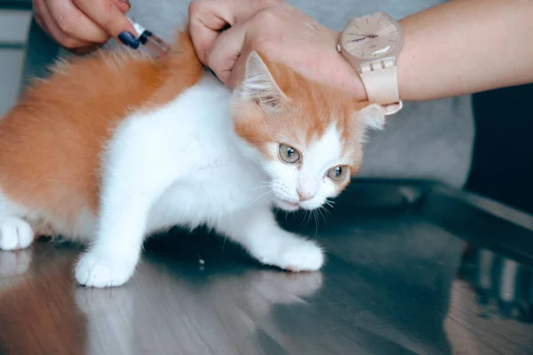 Schattig Ziek Kat Wachten Voor Dierenarts — Stockfoto