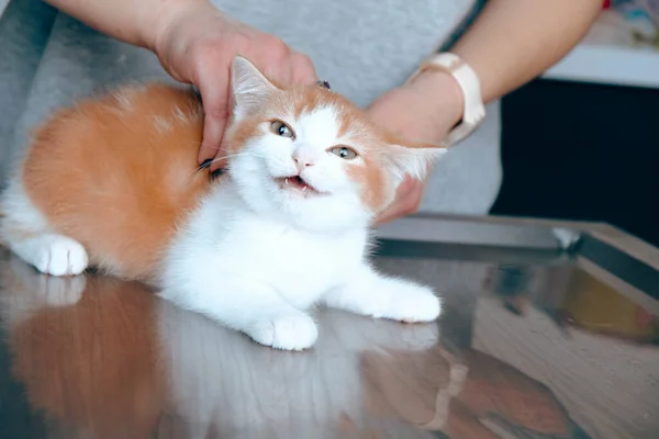 cute sick cat waiting for the vet