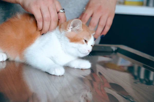 Schattig Ziek Kat Wachten Voor Dierenarts — Stockfoto