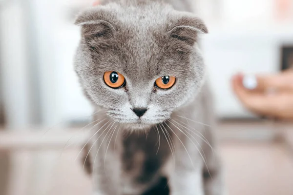 Tatlı Hasta Kedi Veterineri Bekliyor — Stok fotoğraf