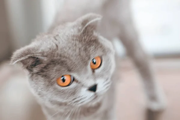 Cute Sick Cat Waiting Vet — Stock Photo, Image