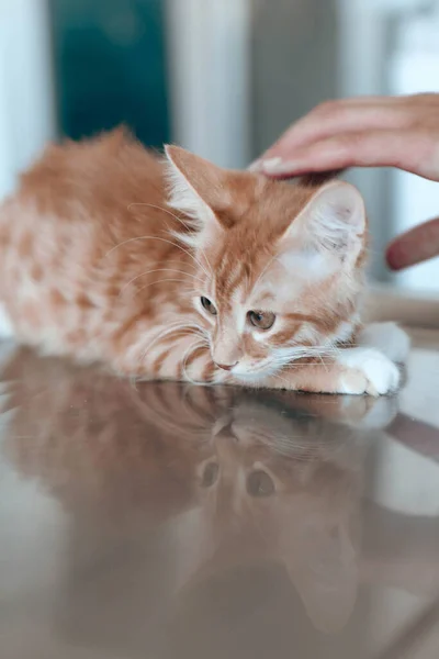 Cute Sick Cat Waiting Vet — Stock Photo, Image