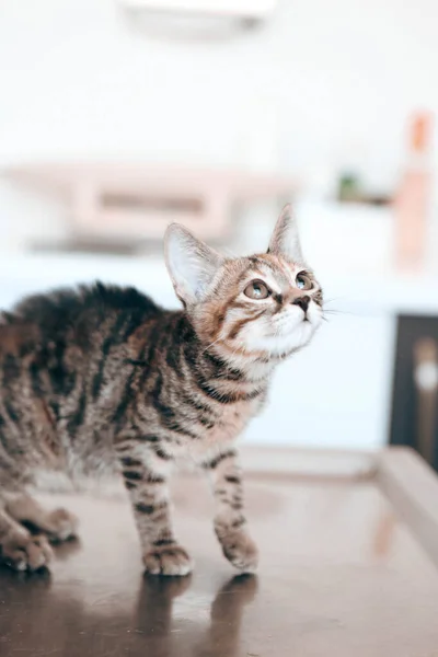 cute sick cat waiting for the vet