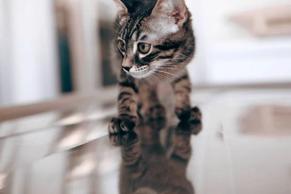 Gato Doente Bonito Espera Veterinário — Fotografia de Stock