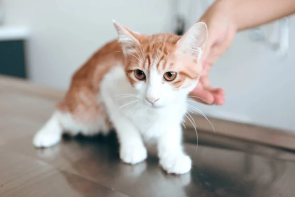 Lindo Gato Enfermo Esperando Veterinario — Foto de Stock