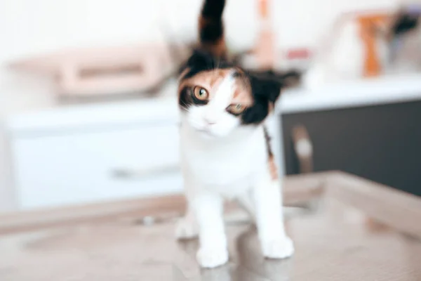 Lindo Gato Enfermo Esperando Veterinario — Foto de Stock