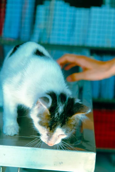 Söt Sjuk Katt Väntar Veterinären — Stockfoto