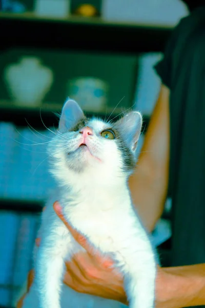 かわいい病気猫待ってますのためにザ — ストック写真