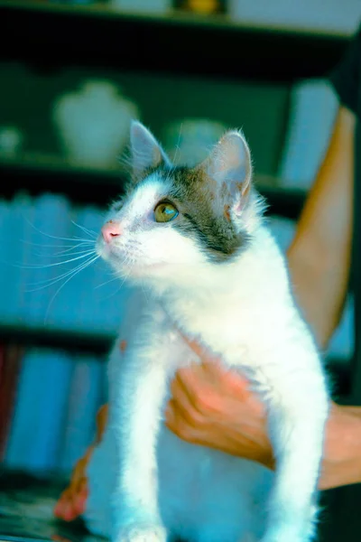 Schattig Ziek Kat Wachten Voor Dierenarts — Stockfoto