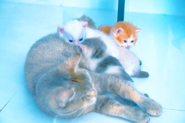 Gato Doente Bonito Espera Veterinário — Fotografia de Stock