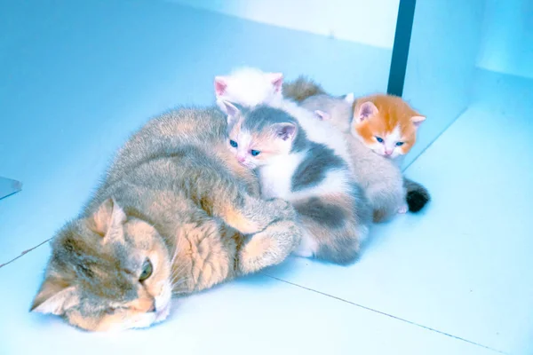 Gato Doente Bonito Espera Veterinário — Fotografia de Stock