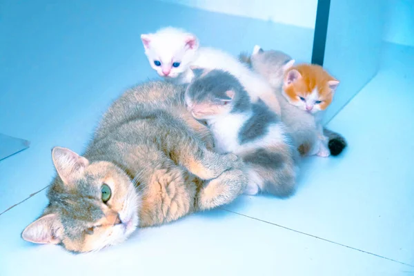 Gato Doente Bonito Espera Veterinário — Fotografia de Stock