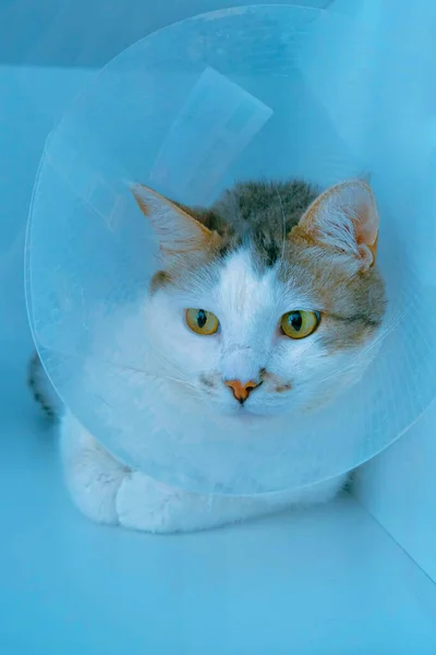 Gato Doente Bonito Espera Veterinário — Fotografia de Stock