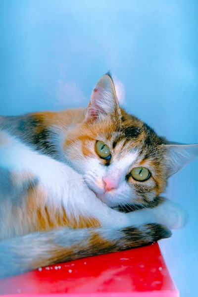 Gato Doente Bonito Espera Veterinário — Fotografia de Stock