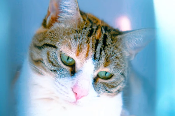 Cute Sick Cat Waiting Vet — Stock Photo, Image