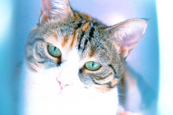 Cute Sick Cat Waiting Vet — Stock Photo, Image