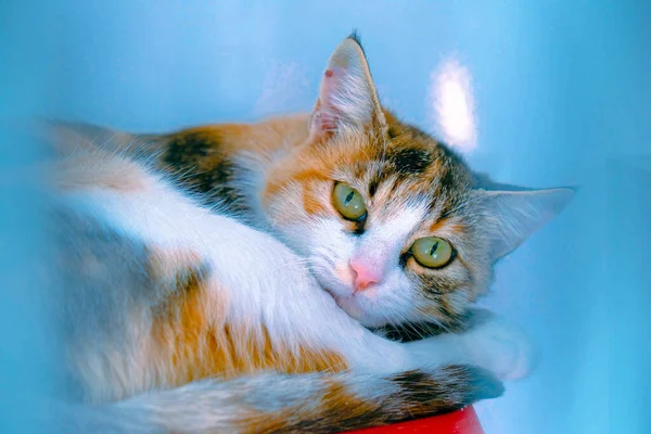 Gato Doente Bonito Espera Veterinário — Fotografia de Stock