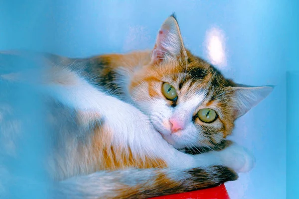 Gato Doente Bonito Espera Veterinário — Fotografia de Stock