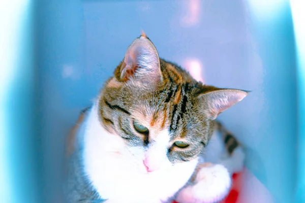 可爱的生病猫在等兽医 — 图库照片