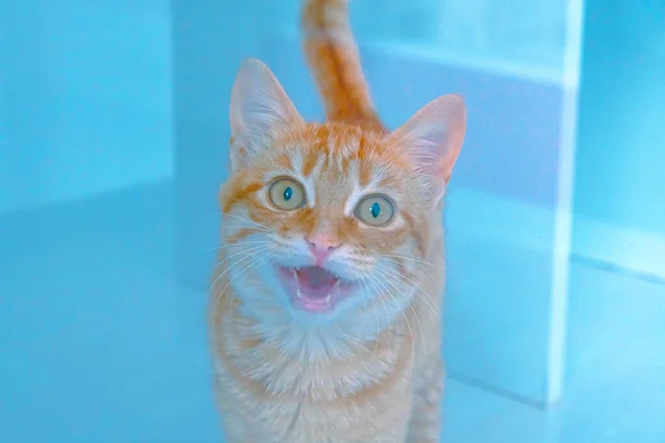 Lindo Gato Enfermo Esperando Veterinario — Foto de Stock