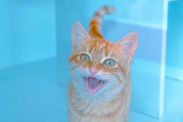 Lindo Gato Enfermo Esperando Veterinario — Foto de Stock