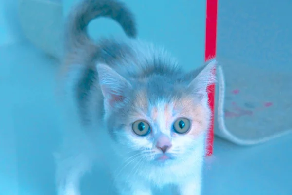 Gato Doente Bonito Espera Veterinário — Fotografia de Stock