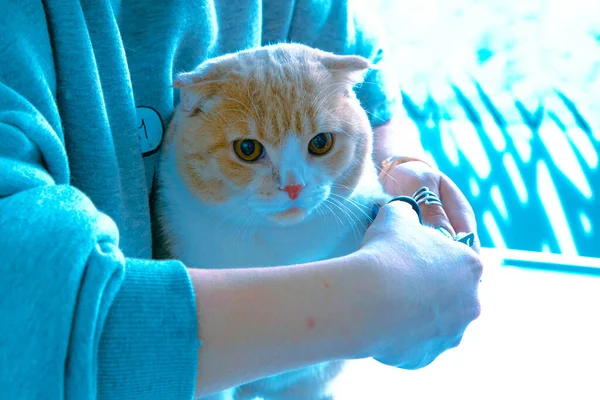 cute sick cat waiting for the vet