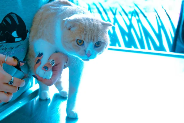 Gato Doente Bonito Espera Veterinário — Fotografia de Stock