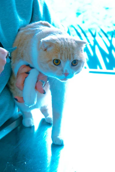Niedliche Kranke Katze Wartet Auf Den Tierarzt — Stockfoto