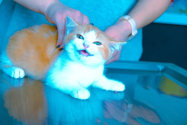 Cute Sick Cat Waiting Vet — Stock Photo, Image