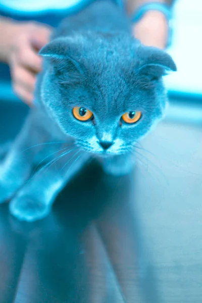 Cute Sick Cat Waiting Vet — Stock Photo, Image