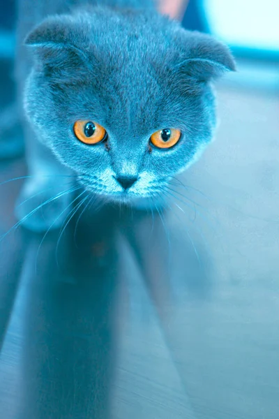 Cute Sick Cat Waiting Vet — Stock Photo, Image