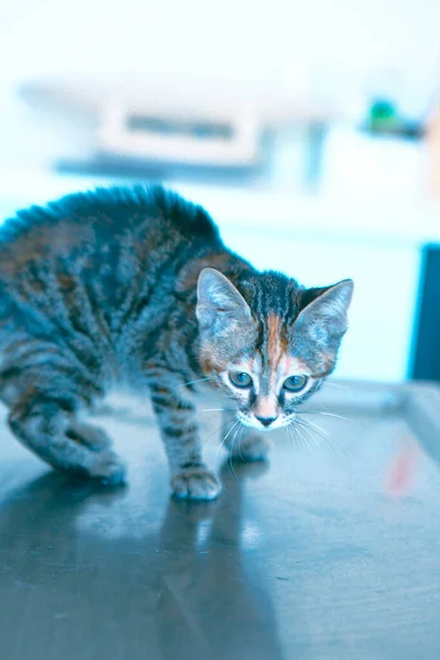 Söt Sjuk Katt Väntar Veterinären — Stockfoto