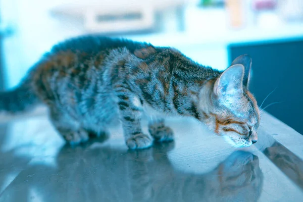 Söt Sjuk Katt Väntar Veterinären — Stockfoto