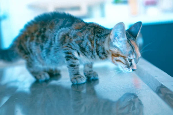 Roztomilý Nemocný Kočka Čeká Veterináře — Stock fotografie